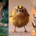 10 funniest animal photos shortlisted for the 2026 Comedy Wildlife Awards