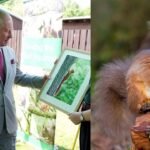 King Charles visited a project testing contraceptives on grey squirrels; the unusual plan aims to save Britain’s rare red squirrels | World News
