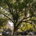 An American elm has stood for more than 150 years and witnessed 33 US presidents despite the disease that wiped out millions of these trees | World News