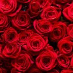 This one gardening trick could make your roses bloom like the expensive ones in a florist’s bouquet