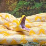 A 16-foot Burmese python weighing 147.9 pounds was released after radio-tagging in Florida; US scientists are now testing drones to track invasive snakes across the Everglades | World News