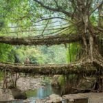No concrete, no steel: Meghalaya’s living root bridges are manmade wonders built by guiding tree roots across rivers