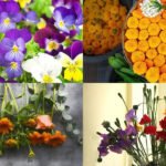 Easy blooms for a colourful winter garden