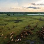 A Florida family kept a 498-acre cattle operation for generations as development spread around it; the ranch is now permanently protected through a $7.48 million conservation easement | World News