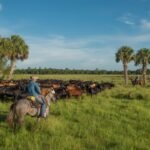 Florida approved permanent protection for 1,034 acres of Limestone Creek Ranch, a 70-year cattle operation once owned by a governor; the $6.52 million easement keeps the land working inside the Wildlife Corridor | World News
