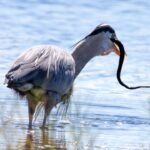 5 birds that hunt down venomous snakes for lunch
