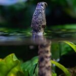 The snake that tricks fish into swimming straight into its mouth: How could a snake respond so effectively to the movement of prey that had not yet happened?