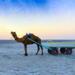 This white-sand desert in India turns silver under the moon: Why winter is the best time to experience it’s beauty