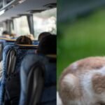 A 67-year-old Maryland school bus driver was removed from her route after allowing a 10-year-old boy to step off and rescue a kitten; a petition seeking her reinstatement have 800 plus signatures