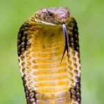 5 snakes that eat other venomous snakes