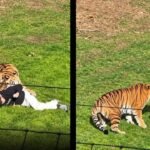 Man eaten alive after entering Amur tiger enclosure at England’s Yorkshire Wildlife Park identified; police urge public not to share videos
