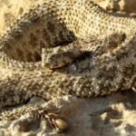 7 of the world’s strangest-looking snakes, from horned vipers to dragon snakes