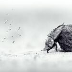 Oscar Whitfield wins 2026 Young Wildlife Photographer of the Year title with close-up image of a dung beetle in Zimbabwe’s Zambezi National Park, along with five other stunning pictures