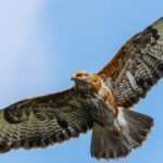 A conservation programme in Nagaland has involved former hunters in protecting migrating Amur falcons around Doyang Reservoir, turning local knowledge and community participation into tools for bird conservation
