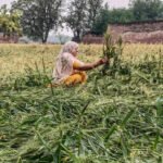 Uttarakhand CM announces relief for hailstorm-affected farmers | India News