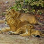 Asiatic lions return to Gujarat’s Barda Wildlife Sanctuary after 144 years: What travellers should know