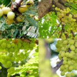 How to grow amla (Indian gooseberry) at home: A step-by-step guide for beginners