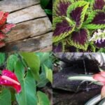 Forget money plants, these 5 indoor plants will add colour and style to your little balcony garden