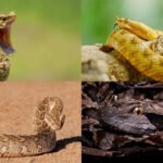 5 snakes you could walk past without noticing: Meet nature’s masters of camouflage