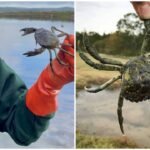 Washington captures record 2.16 million invasive green crabs in 2025-26; first detected in 2016, the species threatens marine life despite $8 million in funding, with no populations eradicated