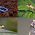 From well-camouflaged snakes blending into potting soil to those that shelter among leaves and dense foliage, these snakes may be hard to spot around houseplants, balconies and home gardens