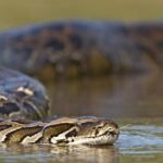 Burmese pythons are helping scientists investigate invisible pollution in the Everglades: Here’s how a destructive invasive predator reveals what is contaminating an ecosystem |