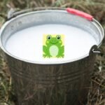 In Finland, people once put live frogs in milk to keep it fresh; the science behind this strange tradition |