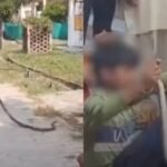 Snake Sighting Hospital: Six-foot snake spotted near lab at Mahoba health centre, triggers panic among patients