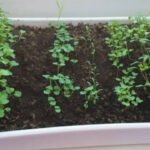 A simple guide to growing fresh leafy greens at home, even in small spaces