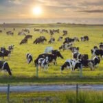 ​Florida permanently protects nearly 1,500 acres across two cattle ranches with $8.7 million in conservation easements, preventing future development while preserving farmland and wildlife