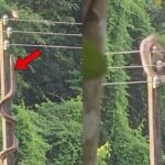 Viral Snake Video: AI or real? Viral video of a six-foot snake climbing an electric pole to catch a bird sparks debate on social media