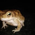 Cane Toads Australia: In 1935, Australia released 2,400 cane toads to control crop-eating beetles today, an estimated 200 million invasive toads threaten 75 wildlife species, making it one of the country’s most notorious ecological disasters