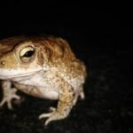 Cane Toads Australia: In 1935, Australia released 2,400 cane toads to control crop-eating beetles today, an estimated 200 million invasive toads threaten 75 wildlife species, making it one of the country’s most notorious ecological disasters