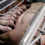 Chinese Pig Farmers Report Suspected Swine Fever Outbreaks as Prices Fall